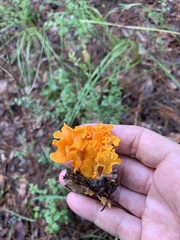 Craterellus odoratus