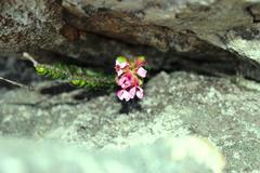 Sonderothamnus petraeus