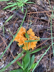 Craterellus odoratus