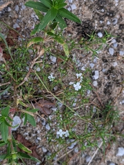 Polypremum procumbens image