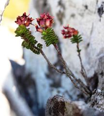 Sonderothamnus petraeus