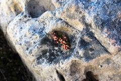 Sonderothamnus petraeus