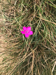 Dianthus deltoides deltoides
