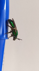 Pseudaugochlora