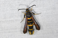 Synanthedon decipiens