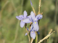 Moraea polystachya
