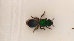 Pseudaugochlora