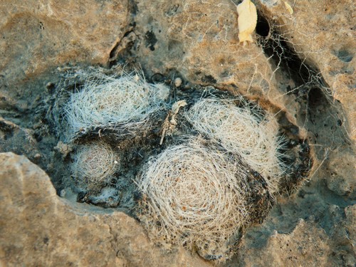 Mammillaria lenta