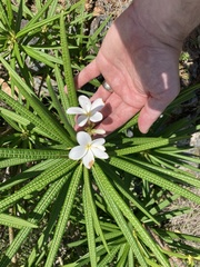 Plumeria alba
