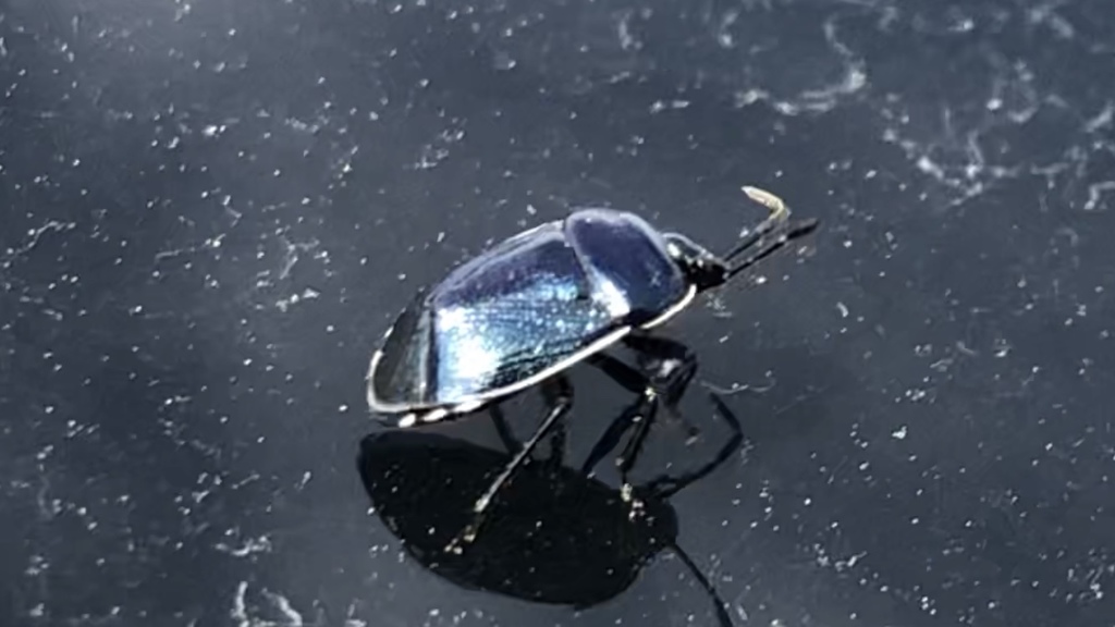 Canthophorus melanopterus
