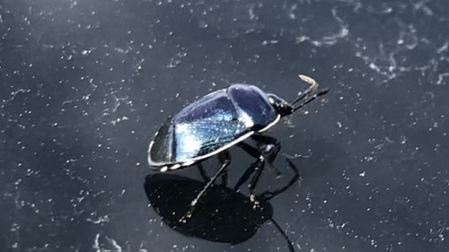 Canthophore à ailes sombres