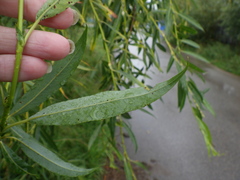 Salix acutifolia