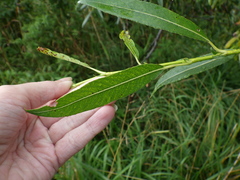 Salix acutifolia