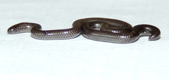 Leptotyphlops