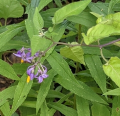 Solanum dulcamara