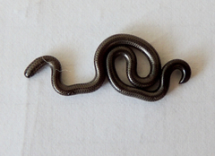 Leptotyphlops