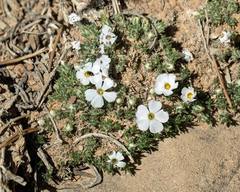 Phlox condensata