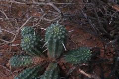 Euphorbia mammillaris