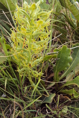 Habenaria mossii