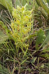Habenaria mossii