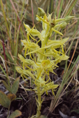 Habenaria mossii