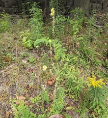 Linaria vulgaris