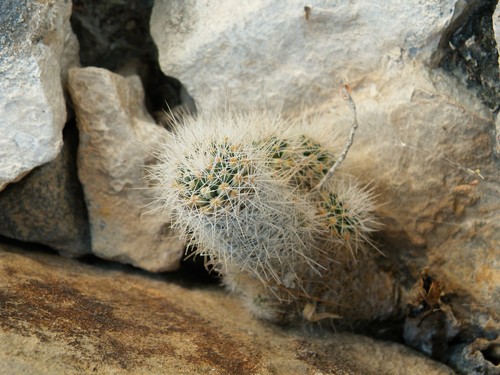 Pelecyphora lloydii