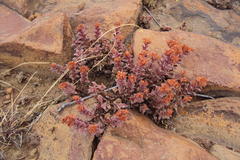 Crassula setulosa setulosa