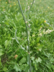 Rumex