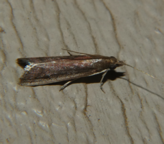 Tampa dimediatella