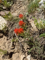 Castilleja covilleana