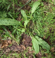 Rumex crispus