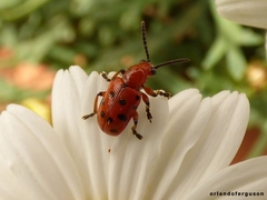 Crioceris duodecimpunctata