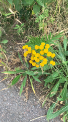 Tanacetum vulgare