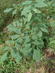Fraxinus