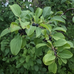 Rhamnus cathartica