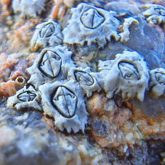 Chthamalus dentatus