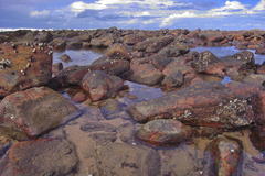 Chthamalus dentatus