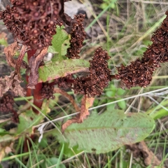 Rumex crispus