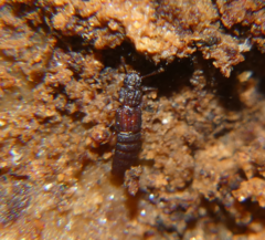 Thoracophorus