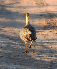 Rhynchotus rufescens