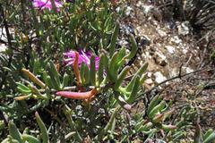 Lampranthus haworthii