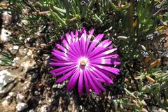 Lampranthus haworthii