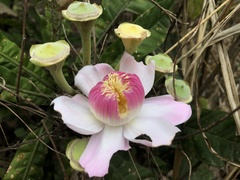 Gustavia angustifolia