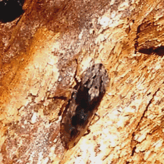 Stenocotis depressa
