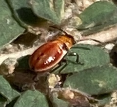 Lygaeus kalmii