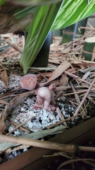 Fungi