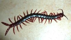 Cormocephalus nitidus