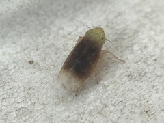 Polyamia apicata