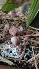Fungi